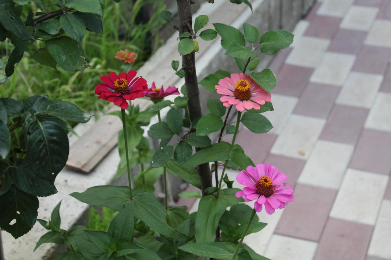 Guest House Poligloti Telavi Luaran gambar